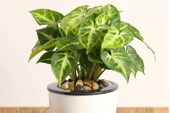 虎皮兰换盆及留意事项，控制水肥可让成活率过百