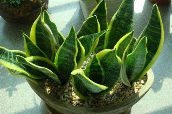 虎皮兰秋季留意事项，5个要点养得更健壮