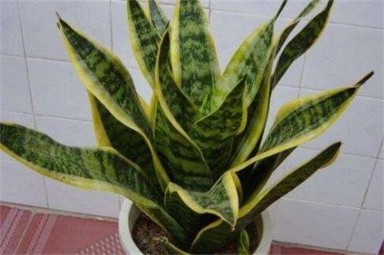虎皮兰秋季留意事项，5个要点养得更健壮