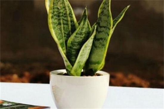 虎皮兰秋季留意事项，5个要点养得更健壮
