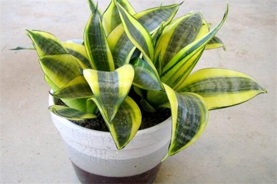 虎皮兰秋季留意事项，5个要点养得更健壮