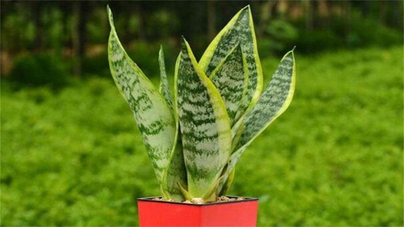 虎皮兰的养殖办法和留意事项