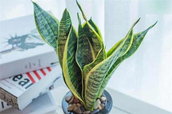 虎皮兰的养殖办法和留意事项