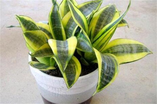 虎皮兰的养殖办法和留意事项