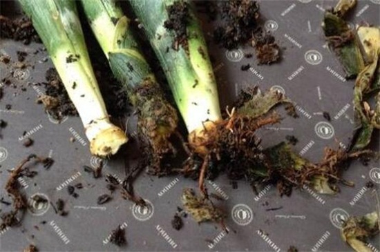 虎皮兰根烂了如何救活