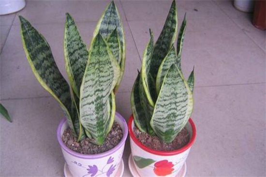 虎皮兰根烂了如何救活