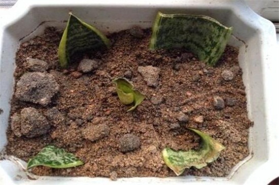 虎皮兰扦插后如何浇水，保持盆土湿润/（附扦插办法）