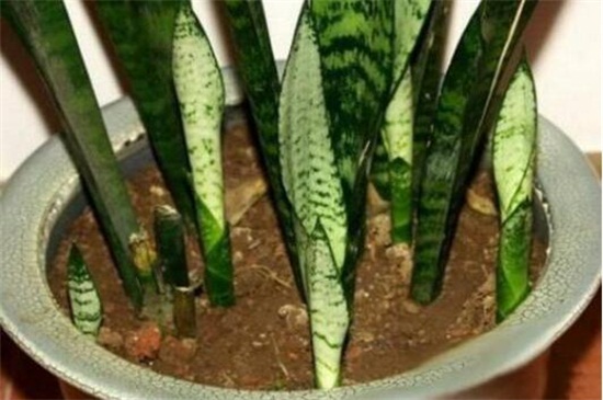 虎皮兰扦插后如何浇水，保持盆土湿润/（附扦插办法）