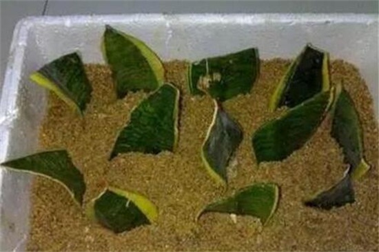 虎皮兰扦插后如何浇水，保持盆土湿润/（附扦插办法）
