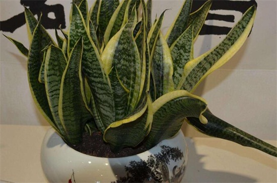 虎皮兰扦插后如何浇水，保持盆土湿润/（附扦插办法）