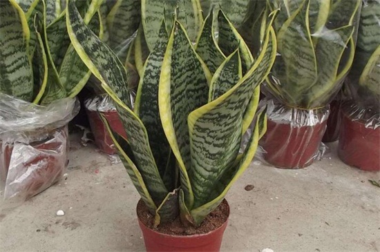 虎皮兰扦插后如何浇水，保持盆土湿润/（附扦插办法）