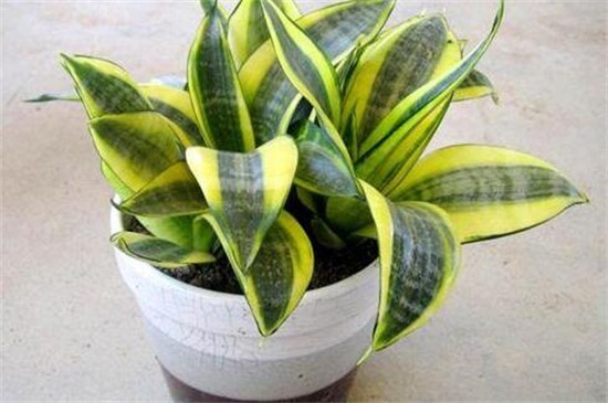 虎皮兰扦插后如何浇水，保持盆土湿润/（附扦插办法）