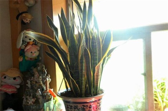 虎皮兰扦插后如何浇水，保持盆土湿润/（附扦插办法）