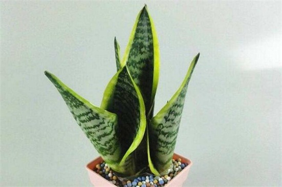 虎皮兰如何养