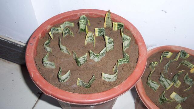 虎皮兰如何繁殖