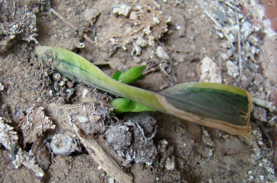 虎皮兰如何繁殖