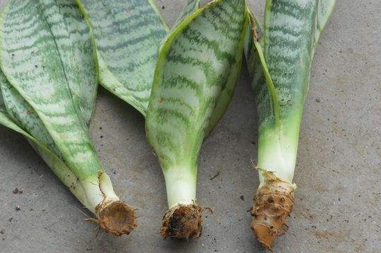 虎皮兰如何繁殖