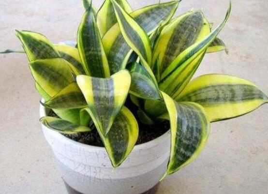 金边虎皮兰如何恢复金边，两种办法立刻重现虎皮兰金边