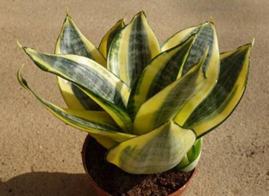 金边虎皮兰如何恢复金边，两种办法立刻重现虎皮兰金边