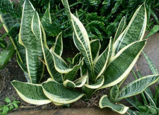 金边虎皮兰如何恢复金边，两种办法立刻重现虎皮兰金边