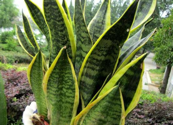 金边虎皮兰如何恢复金边，两种办法立刻重现虎皮兰金边