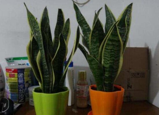 金边虎皮兰如何恢复金边，两种办法立刻重现虎皮兰金边