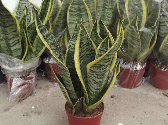 金边虎皮兰如何恢复金边，两种办法立刻重现虎皮兰金边