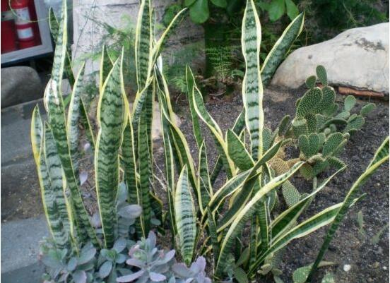 金边虎皮兰如何恢复金边，两种办法立刻重现虎皮兰金边