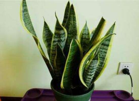 金边虎皮兰如何恢复金边，两种办法立刻重现虎皮兰金边