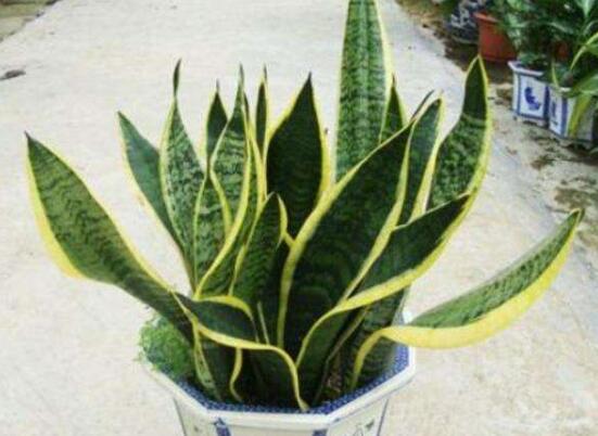 金边虎皮兰如何恢复金边，两种办法立刻重现虎皮兰金边