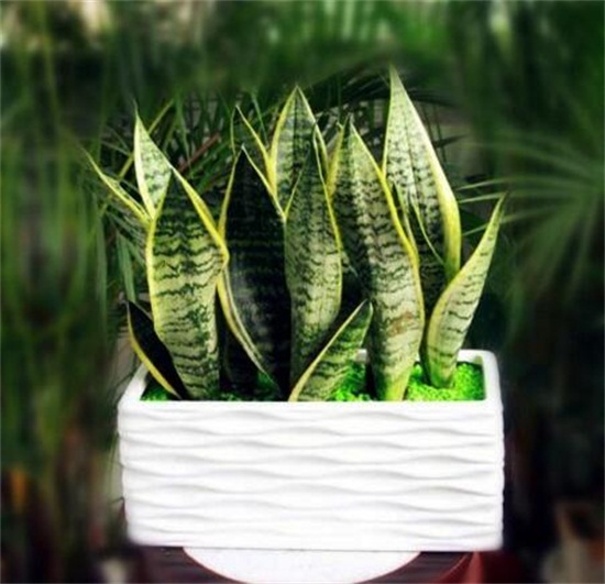 虎皮兰叶子发白如何办，虎皮兰叶子发白的原因及处理办法