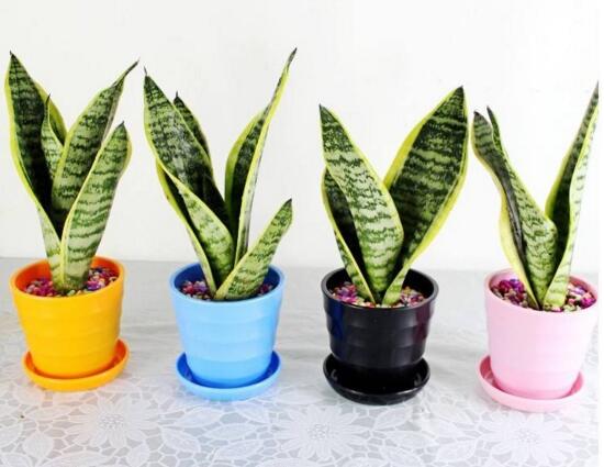 虎皮兰叶子发白如何办，虎皮兰叶子发白的原因及处理办法