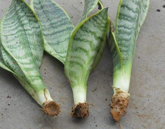 虎皮兰叶子发白如何办，虎皮兰叶子发白的原因及处理办法