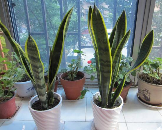 虎皮兰叶子发白如何办，虎皮兰叶子发白的原因及处理办法