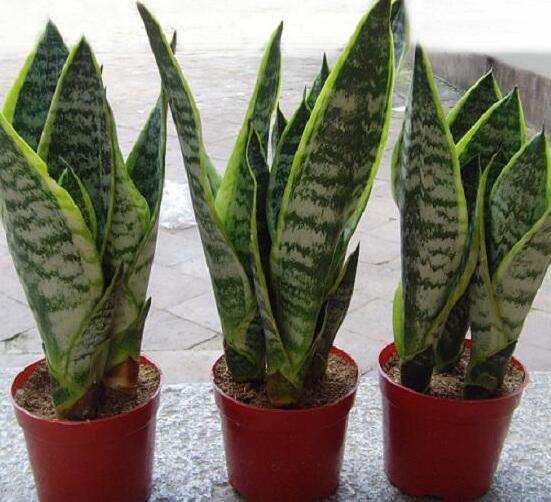 虎皮兰叶子发白如何办，虎皮兰叶子发白的原因及处理办法