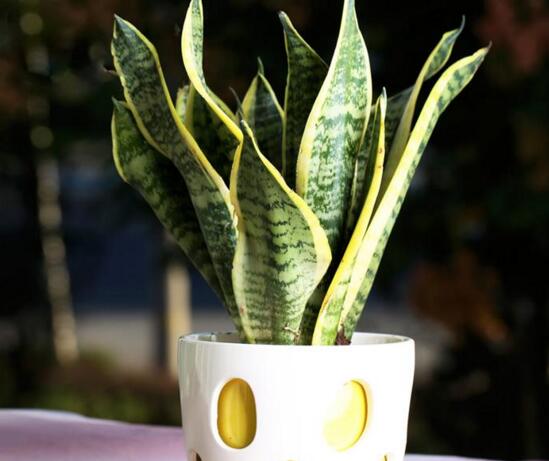 虎皮兰叶子发白如何办，虎皮兰叶子发白的原因及处理办法