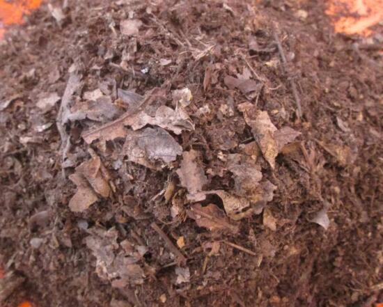 虎皮兰叶子发白如何办，虎皮兰叶子发白的原因及处理办法