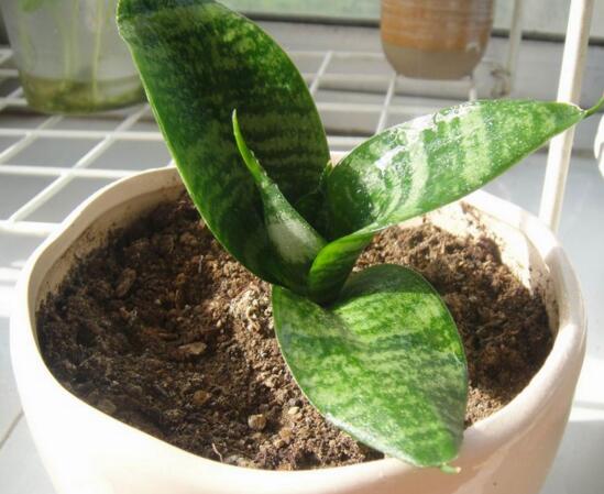 虎皮兰叶子发白如何办，虎皮兰叶子发白的原因及处理办法