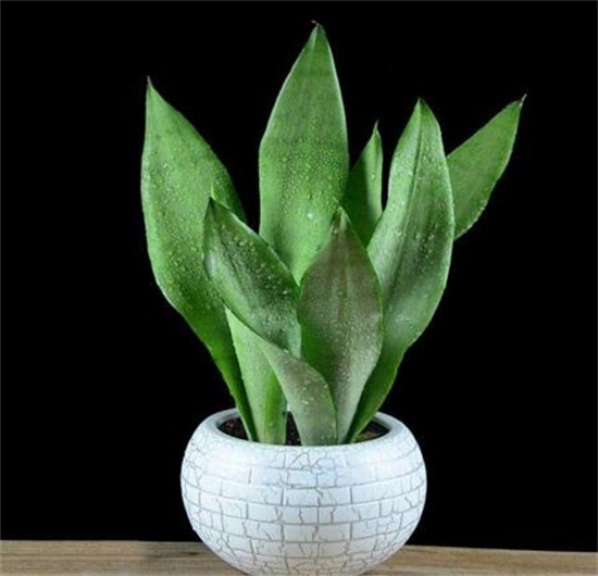 虎皮兰叶子发白如何办，虎皮兰叶子发白的原因及处理办法