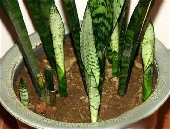 虎皮兰叶子发白如何办，虎皮兰叶子发白的原因及处理办法