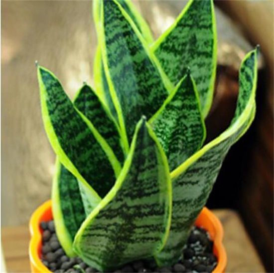 虎皮兰叶子发白如何办，虎皮兰叶子发白的原因及处理办法