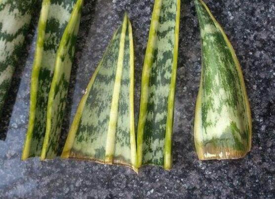 虎皮兰叶插繁殖办法，虎皮兰叶片扦插生根只需四步