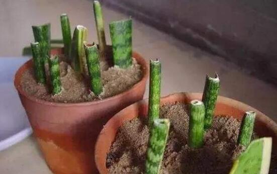 虎皮兰叶插繁殖办法，虎皮兰叶片扦插生根只需四步