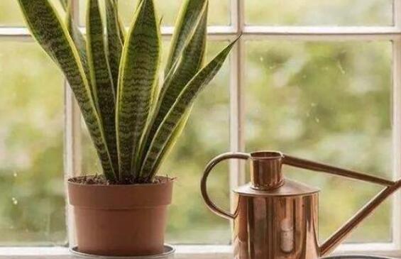 虎皮兰叶插繁殖办法，虎皮兰叶片扦插生根只需四步