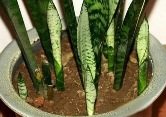 虎皮兰叶插繁殖办法，虎皮兰叶片扦插生根只需四步