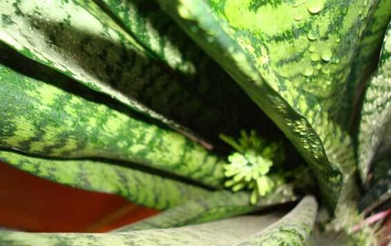 虎皮兰叶插繁殖办法，虎皮兰叶片扦插生根只需四步