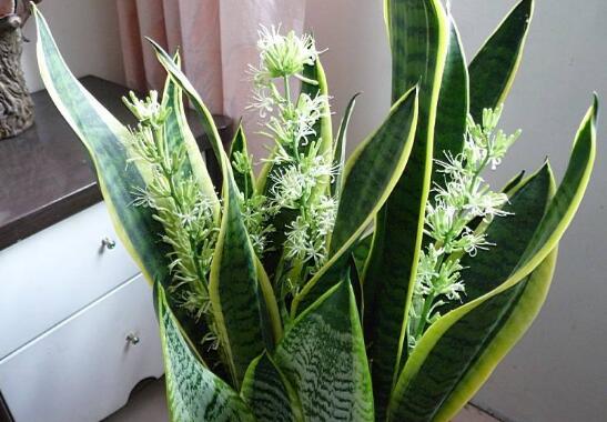 虎皮兰叶插繁殖办法，虎皮兰叶片扦插生根只需四步