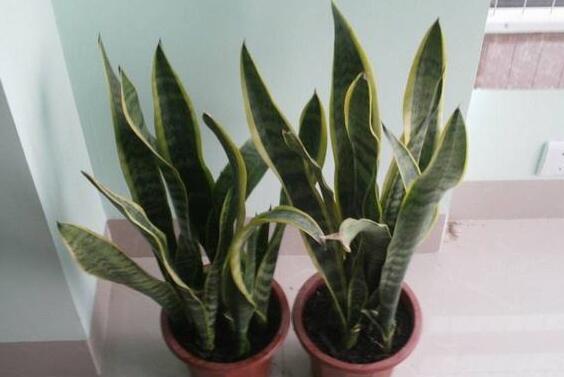 虎皮兰如何修剪好看，虎皮兰的修剪办法图片
