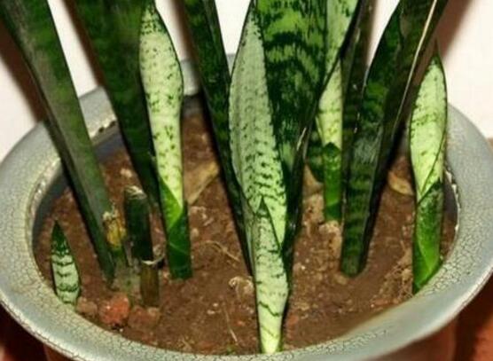 虎皮兰如何修剪好看，虎皮兰的修剪办法图片