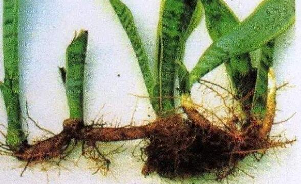 虎皮兰如何修剪好看，虎皮兰的修剪办法图片